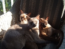 Pile o'Kitties