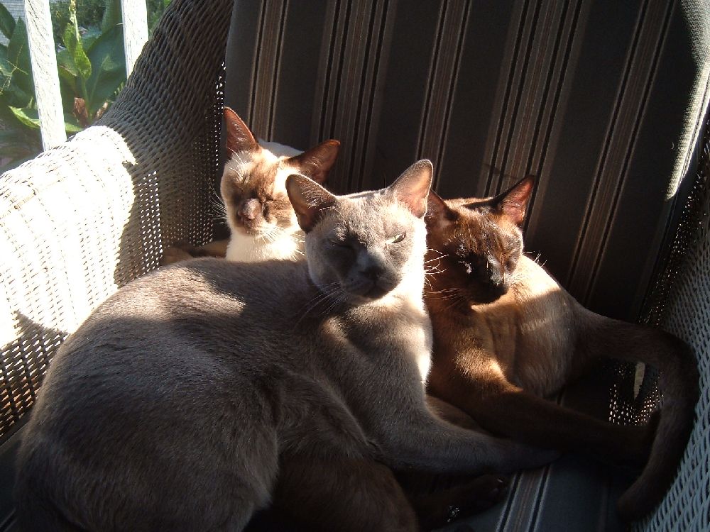 Pile o'Kitties