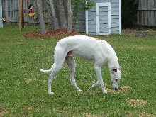 Shuteye Yard