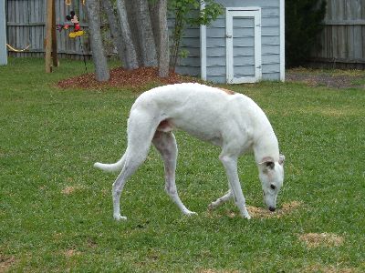 Shuteye Yard