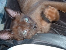 Aston 5 mos.