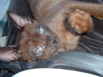 Aston 5 mos.
