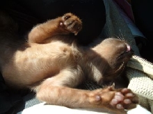 Sunning