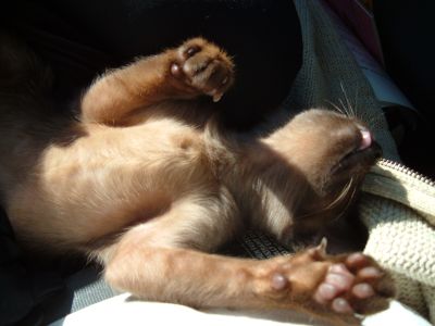Sunning