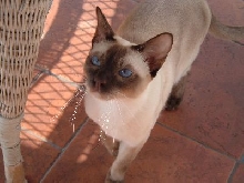 Bentley on the patio