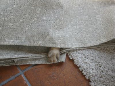 Where'd he go?