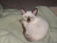 Bentley 12 weeks old