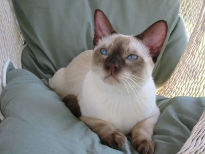 Pretty Boy Bentley