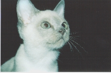 Junior