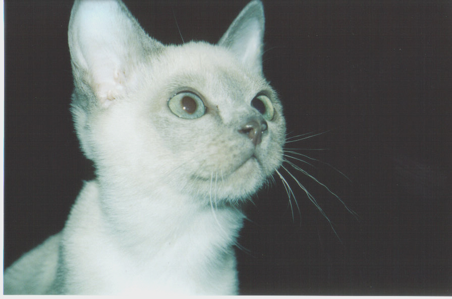 Junior