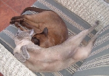 Sacked out