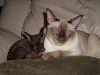 snugglebuddies