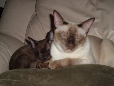 snugglebuddies
