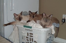 Three Kitties in the Laundry