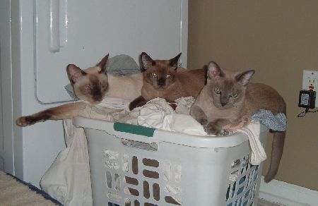 Three Kitties in the Laundry