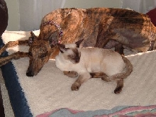 Trysta & Bentley