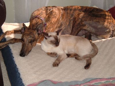 Trysta & Bentley