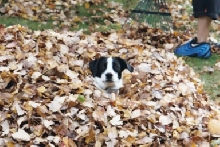 shadie in the leaves