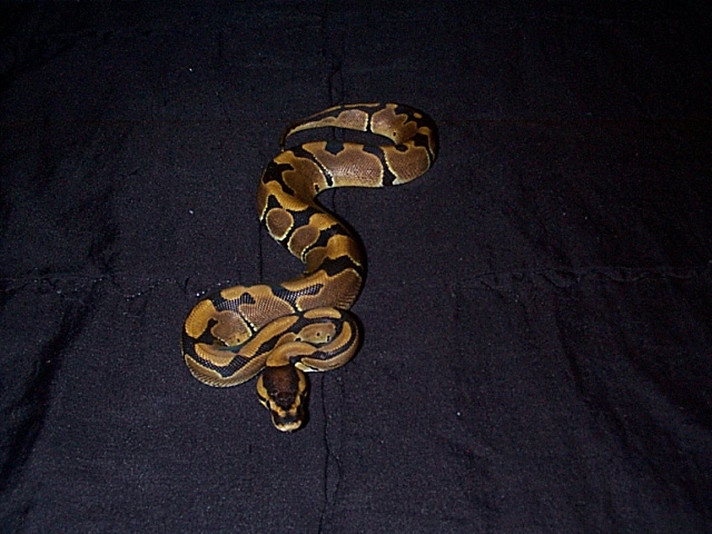 New Baby Ball