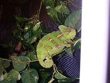 Female Veiled