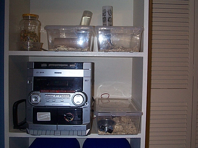 Wanna be Mouse rack