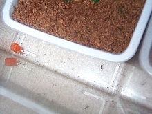 new hatchling crickets