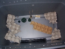 cricket breeding Kennel