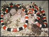Pair of Corals