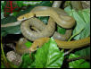 AZ Greenrats (Triaspis Senticolis)