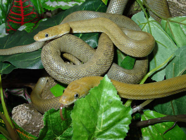 AZ Greenrats (Triaspis Senticolis)