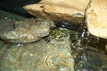 FBT