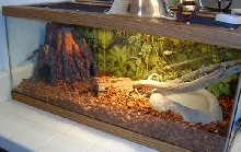 Romeo's Terrarium