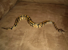 Romeo 4