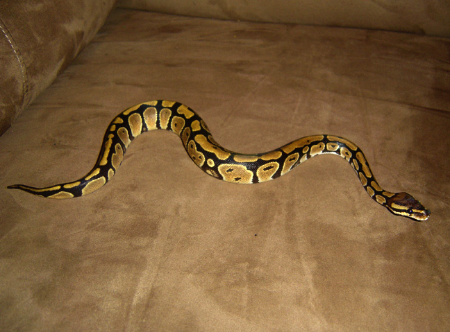 Romeo 4