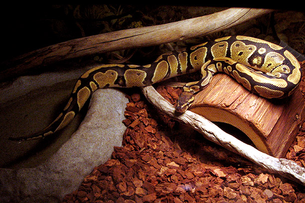 In his home, basking in the heat.