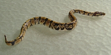 Romeo Snake Art