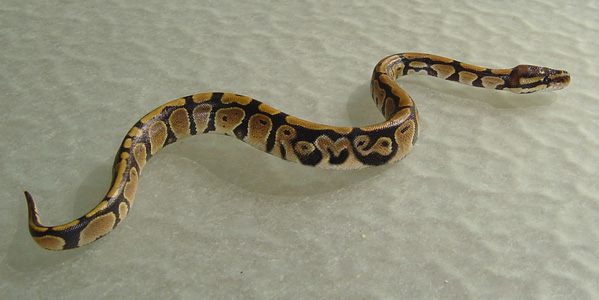 Romeo Snake Art