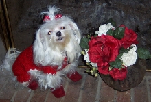Happy Valentine's Day