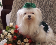 Happy St. Patrick's Day!!