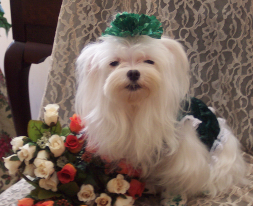 Happy St. Patrick's Day!!