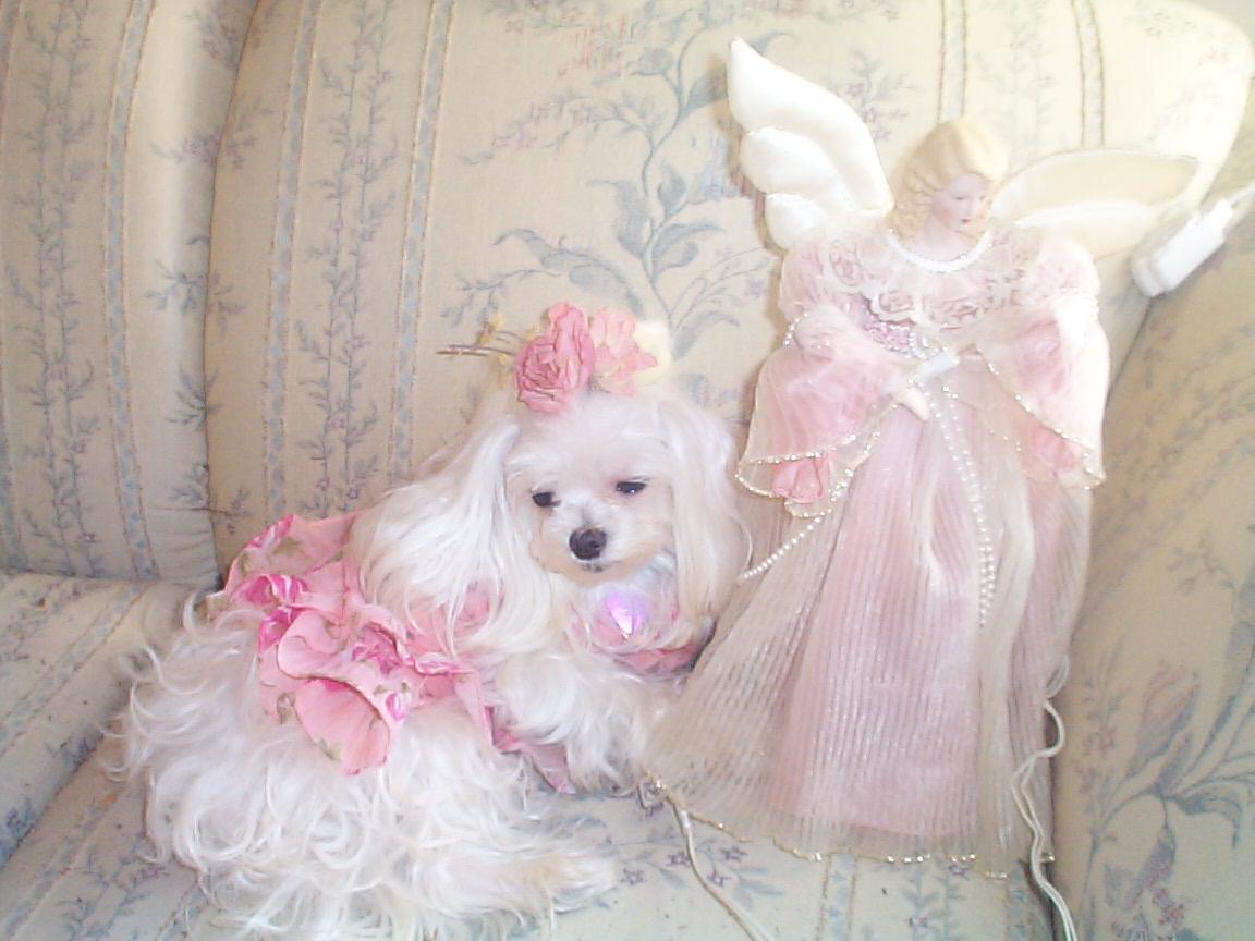 My little Angel