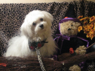 Happy Halloween!