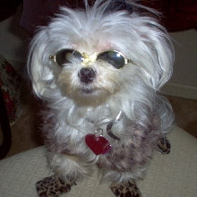 Miss Monroe, Puppy Starlet