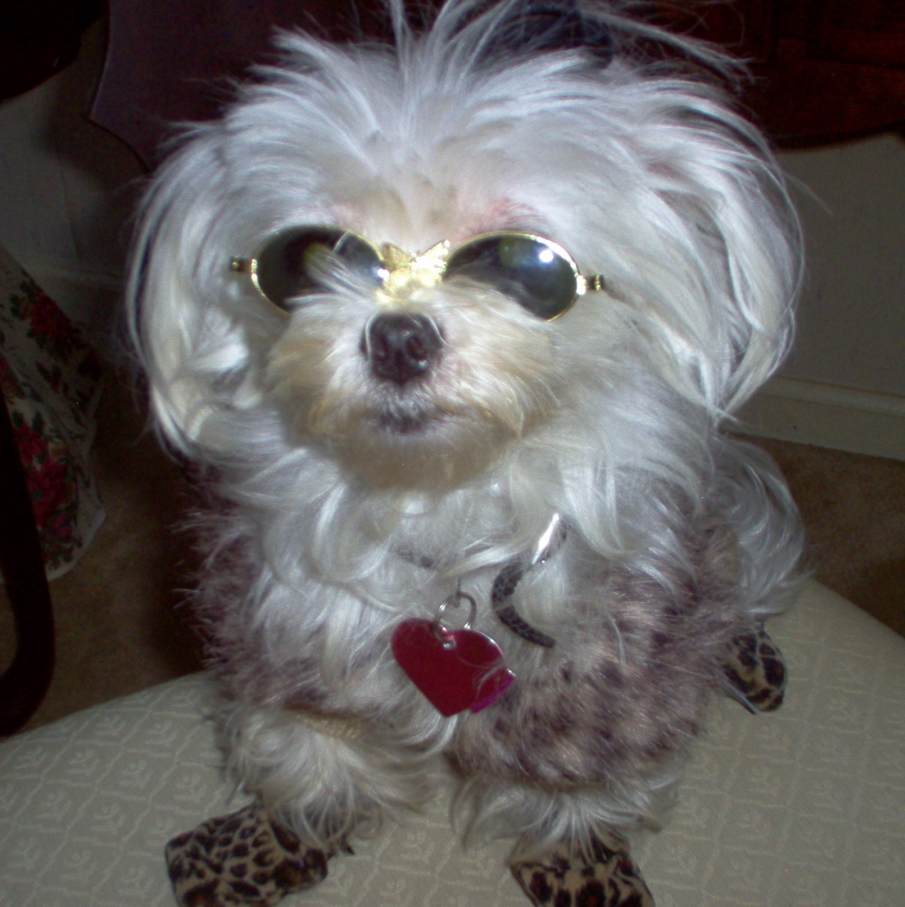 Miss Monroe, Puppy Starlet