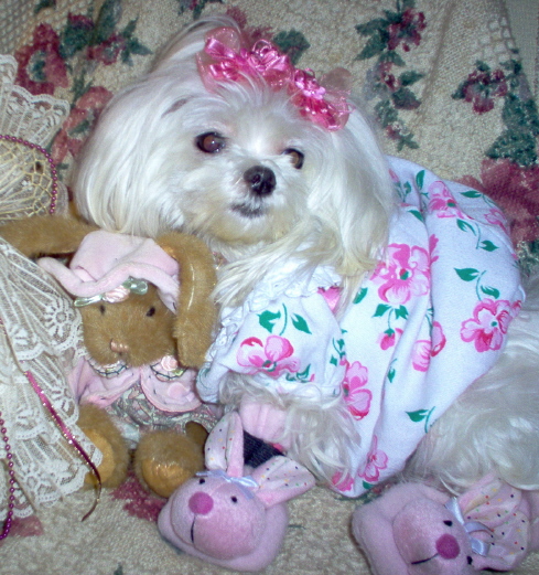 Easter Dog?!!