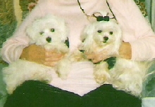 Teddy & Tiffany