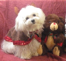 Tommie Reindeer