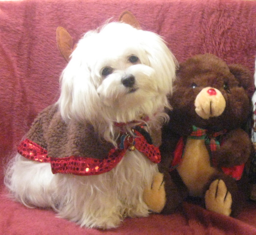 Tommie Reindeer