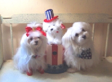 Veteran's Day
