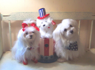 Veteran's Day